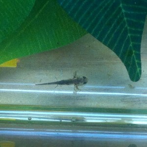 549 Patitas traseras creciendo