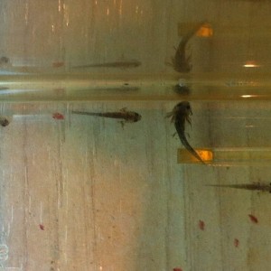 562 Uno muy grandote