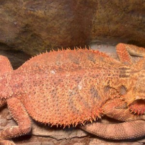 no sela fase de mipogona