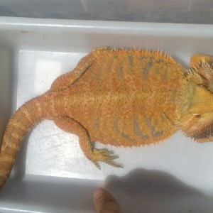 foto 2, pogona hembra