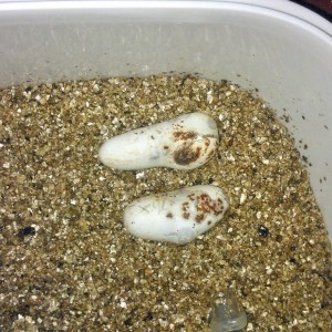 Puesta thayeri leonis