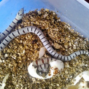 Puesta thayeri leonis