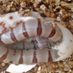 WPuesta thayeri leonis