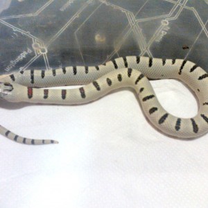 Puesta thayeri leonis