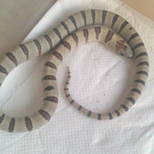 Puesta thayeri leonis