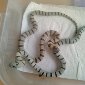 Puesta thayeri leonis