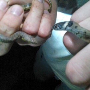 natrix natrix y natrix maura