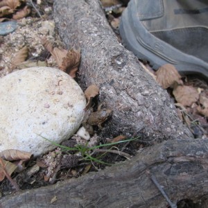 Discoglossus galganoi