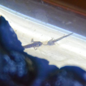 Comiéndose artemia a medias