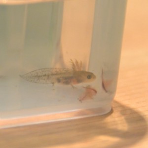 Artemia comiendo perfectamente