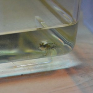 Ya relacionan quien les da de comer