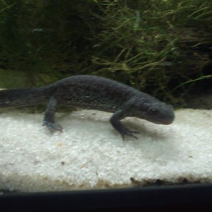 pleurodeles nebulosus