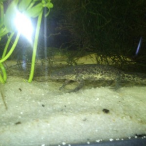 pleurodeles nebulosus