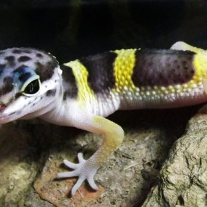 Mis geckos: Lygodactilus williamsi, phelsuma m. grandis, eublepharis macularius