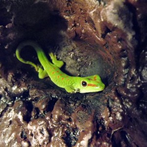 Phelsuma madagascarensis grandis