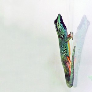 Lygodactilus williamsi