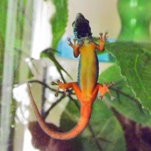 Lygodactilus williamsi