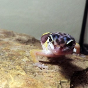 Eublepharis macularius