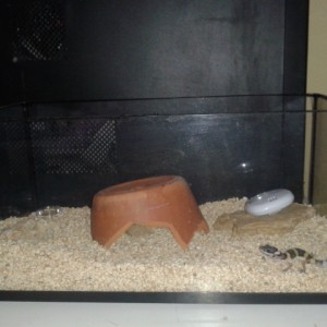 Terrario para juvenil de eublepharis macularius