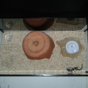 Terrario para juvenil de eublepharis macularius