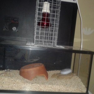 Terrario para juvenil de eublepharis macularius