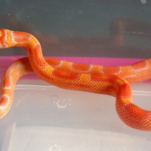 Supercornduran albina