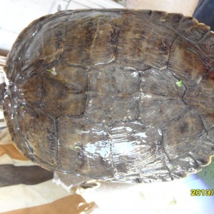 Trachemys scripta sp