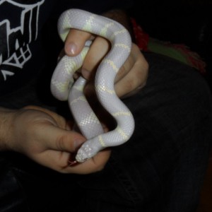 Lampropeltis getulus sp