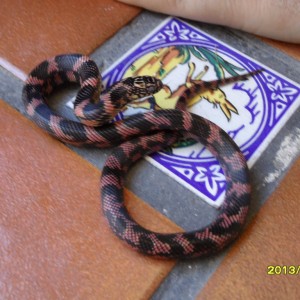 Lampropeltis getulus goini x brooksi