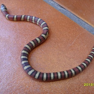 1.0 Lampropeltis mexicana thayeri