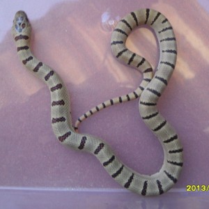 0.1 Lampropeltis mexicana thayeri