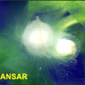 08 Huevos con hongos de Tr