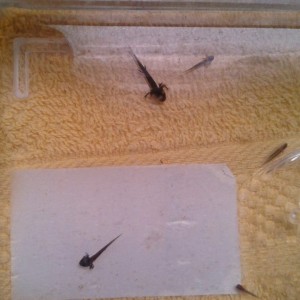 945817 10201565038359591 143069212 n