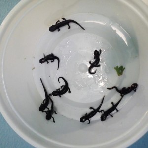 1069204 10201565025399267 1851082551 n