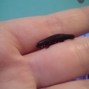 541852 10201572528466839 1704109841 n