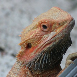 1264433 588377871221089 1729050079 o[1]