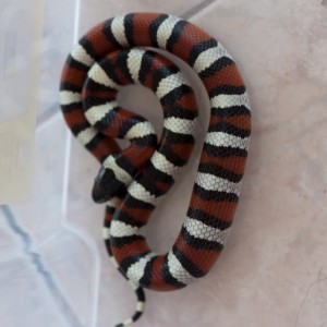 Lampropeltis triangulum gentilis