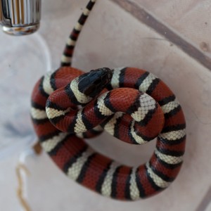 Lampropeltis triangulum gentilis