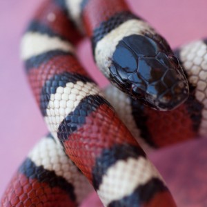 Lampropeltis triangulum gentilis