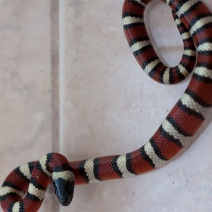 Lampropeltis triangulum gentilis