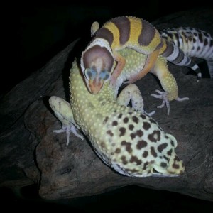 mi gecko leopardo high yellow