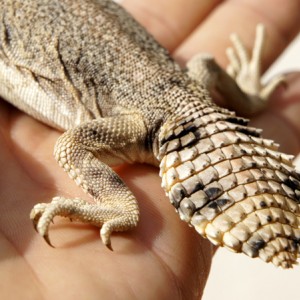 Thomasis h recupera 01