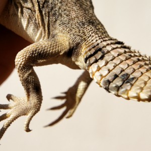 Thomasis h recupera 02