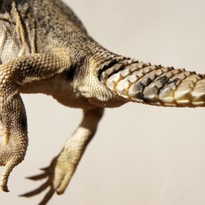 Thomasis h recupera 03