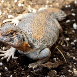 Thomasis m recupera 03