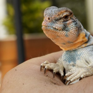 Thomasis m recupera 04