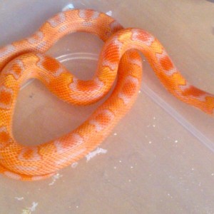 Jaguar king albina 2