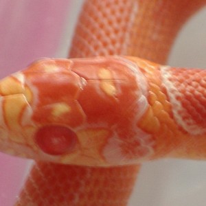 Jaguar king albina detalle