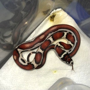 Jaguar KIng semi striped 2