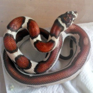 Jaguar king semi-striped 1